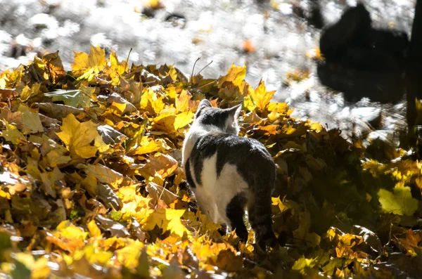 Gato Folhagem Outono Brilhante Com Destaques — Fotografia de Stock