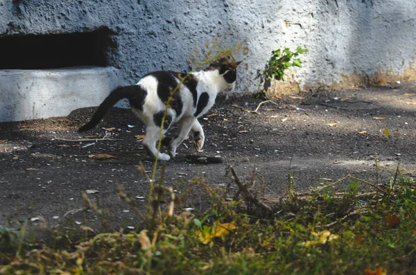 Schwarz Weiße Katze Rennt Und Spielt Foto Aktion — Stockfoto