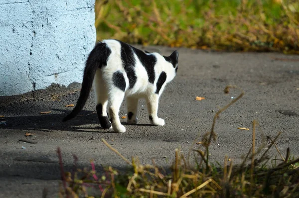 Μια Ασπρόμαυρη Γάτα Περιμένει Κάποιον Στη Γωνία Του Τοίχου — Φωτογραφία Αρχείου