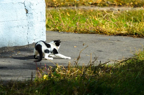 Gatto Bianco Nero Corre Gioca Foto Azione — Foto Stock