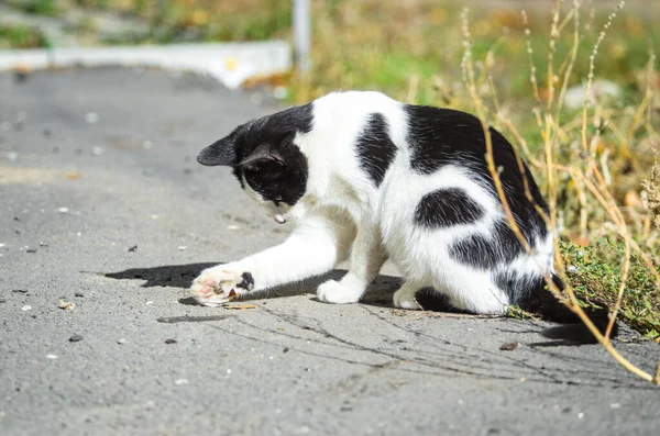 Macska Kinyújtotta Mancsát Hogy Játsszon Őszi Levéllel — Stock Fotó