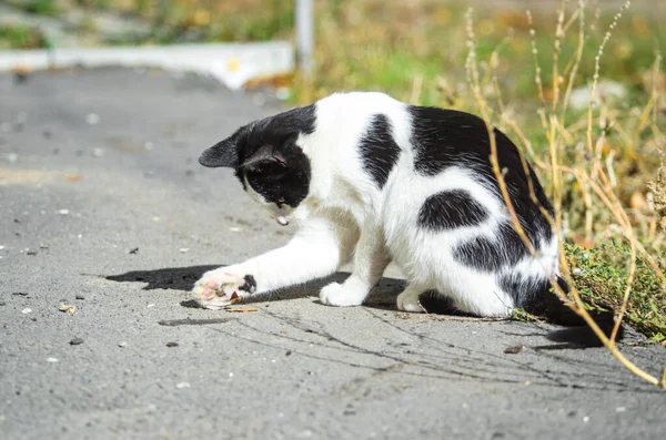 Gatto Allungò Zampa Giocare Con Foglia Autunnale — Foto Stock