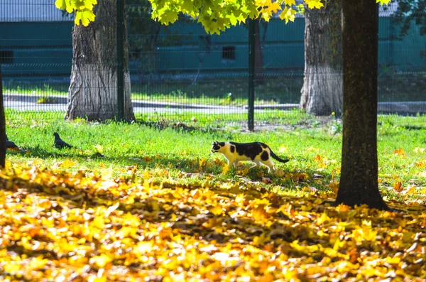 Sonbahar yaprakları ile bir açıklıkta bir kedi kuş avlamak için crodes
