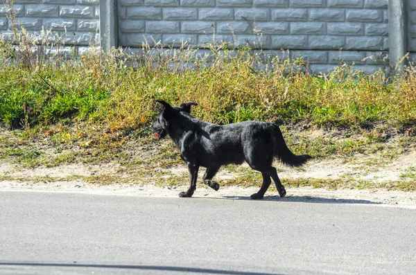 Black Long Haired Dog Runs Village Street — Zdjęcie stockowe
