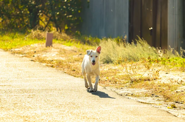 ロプイヤル犬メティス ラブラドールは村の通りに沿って走っています — ストック写真