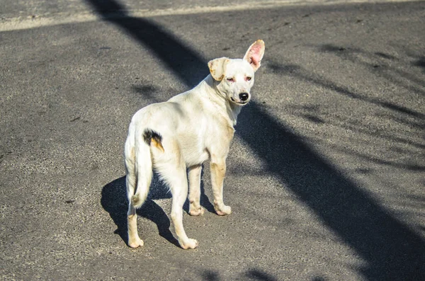 Metis Labrador Dog Asphalt Background Sunny Day — Stock Photo, Image