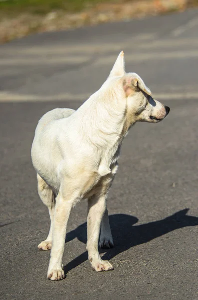 梅蒂斯 拉布拉多犬在一个阳光灿烂的天气里站在沥青路面上 — 图库照片