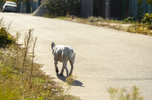 在阳光明媚的日子里 梅蒂斯拉布拉多犬跑到远方 — 图库照片