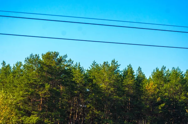 Parlak Mavi Gökyüzüne Karşı Yeşil Çam Ağaçları Deseni — Stok fotoğraf