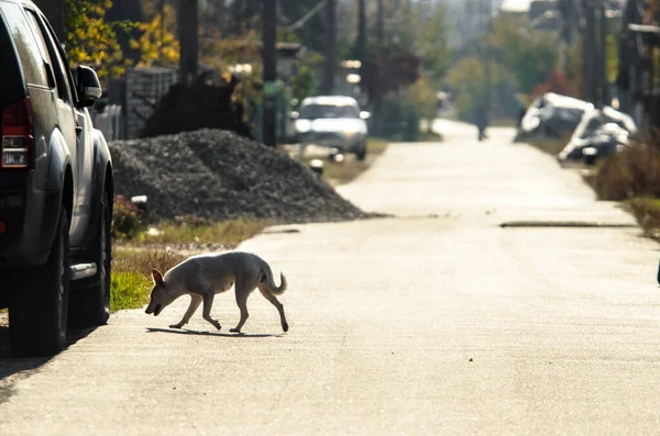 Cane Labrador Mezzosangue Corre Sullo Sfondo Villaggio Che Lontananza — Foto Stock