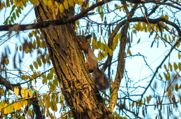 Eichhörnchen Krabbelt Von Weitem Auf Einer Kiefer — Stockfoto