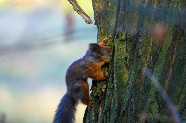 Écureuil Cherche Nourriture Dans Écorce Arbre — Photo