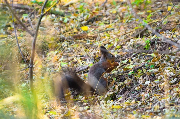 Ein Eichhörnchen Steht Auf Dem Boden Und Frisst Etwas — Stockfoto