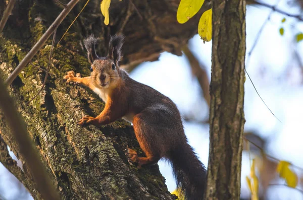 Foto Eines Eichhörnchens Auf Einem Baum Schließen — Stockfoto