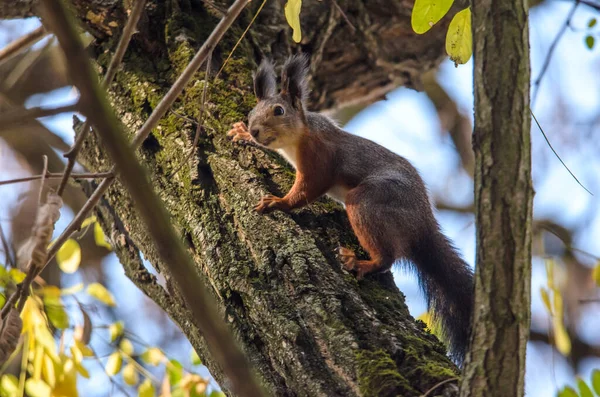 Foto Eines Eichhörnchens Auf Einem Baum Schließen — Stockfoto