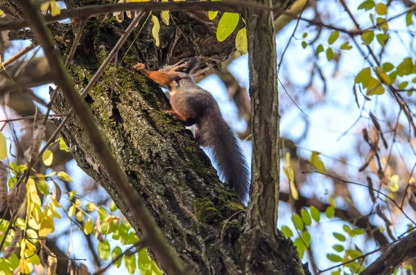 Close Photo Squirrel Climbing Tree — Stock Photo, Image