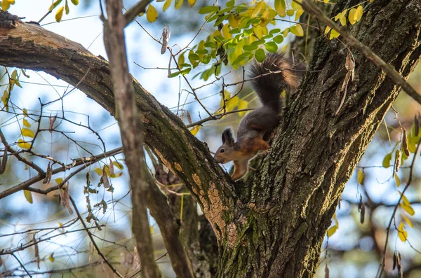 Squirrel Crawling Autumn Tree Pine Forest — Stock Photo, Image