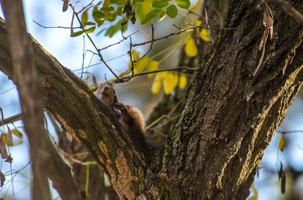 Écureuil Démange Sur Arbre Automne Dans Une Pinède — Photo