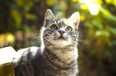 Sarı yaprakların arka planında bir kedinin portresi