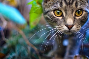  Tabby kitten in green thicket, close-up photo clipart