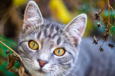 Bir kedi yavrusunun güzel ve samimi portresi