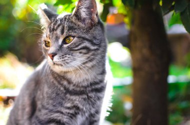 Yeşil arka planda kendine güvenen bir tekir kedinin portresi