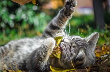 Gri tekir kedicik komik oynar ve sonbahar yaprağını ısırır.