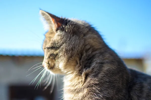 Mavi Arka Planda Gri Kedi Yavrusu — Stok fotoğraf