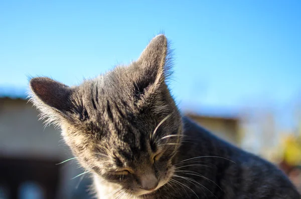 Gatinho Cinza Fundo Azul Céu — Fotografia de Stock