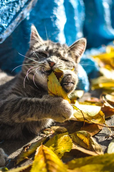 Табби Котенка Играют Осенним Листочком — стоковое фото