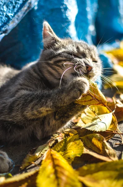 塔比小猫是用秋天的叶子玩耍的 — 图库照片