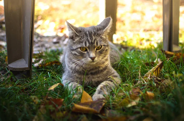秋の葉で屋外で驚いて子猫 — ストック写真