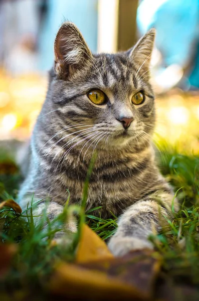 Gatito Tabby Sorprendido Pueblo Sobre Fondo Naranja —  Fotos de Stock