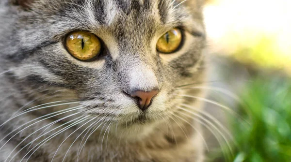 グレーのタビー子猫のマクロ写真 — ストック写真