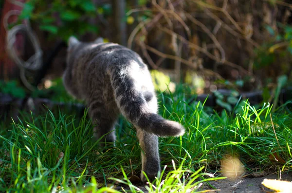 草の中の太陽の下での全長子猫 — ストック写真