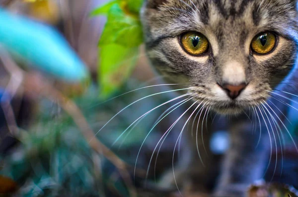 Tabby Kitten Groen Struikgewas Close Foto — Stockfoto