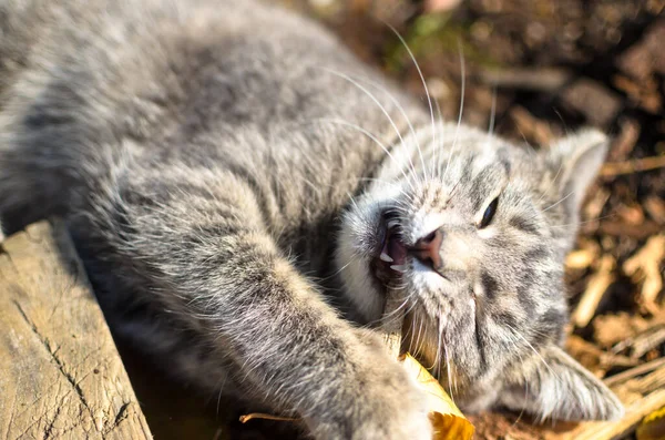 小猫咪在干草丛中咬树叶 — 图库照片