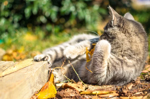Funny Tabby Kitten Bites Leaf Meme — Stock Photo, Image