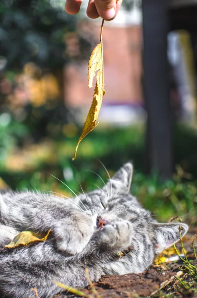 灰色的胖胖的小猫与秋天落叶 垂直的照片一起玩耍 — 图库照片