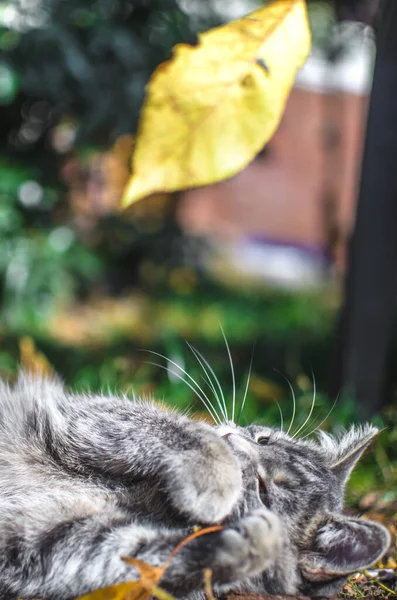 灰色的胖胖的小猫与秋天落叶 垂直的照片一起玩耍 — 图库照片