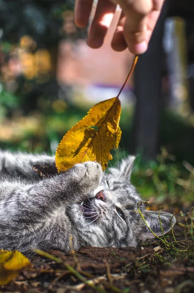 Grau Gestromtes Kätzchen Wird Mit Herbstfallendem Blatt Gespielt Vertikales Foto — Stockfoto