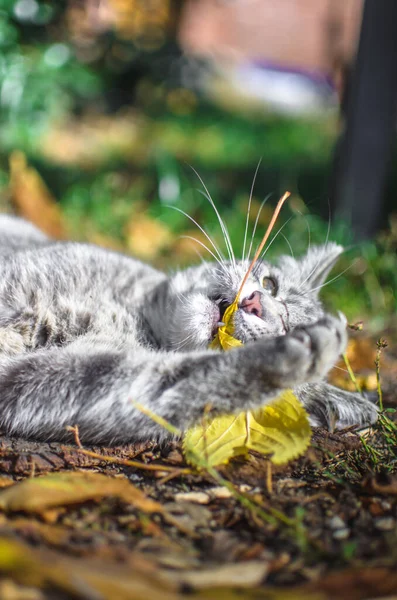 Серый Котенок Табби Забавно Играет Кусает Осенний Лист — стоковое фото