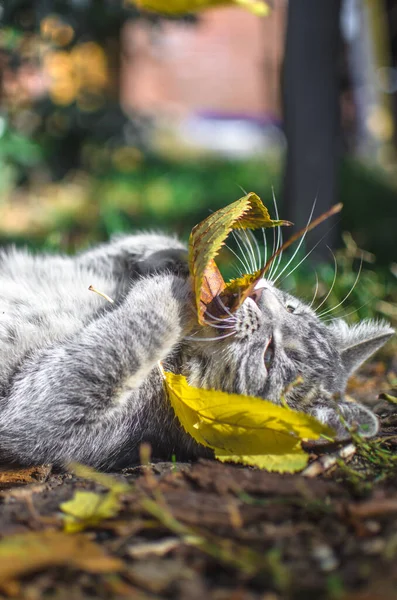 灰色的胖胖的小猫玩耍着 咬着秋天的叶子 — 图库照片