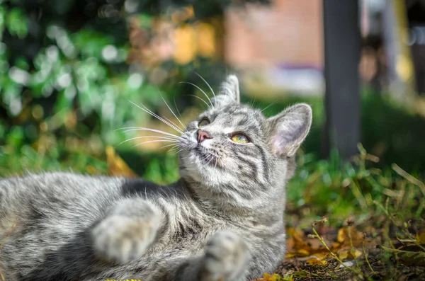 村のグレーのタビー子猫垂直肖像画 — ストック写真