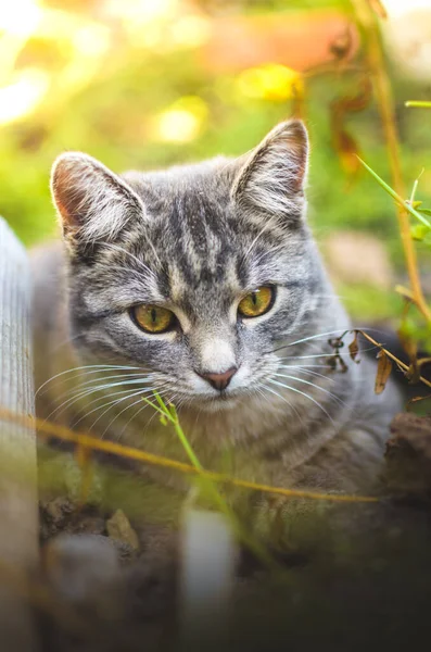 明るいポートレートの灰色かわいいタビー子猫 垂直写真 — ストック写真