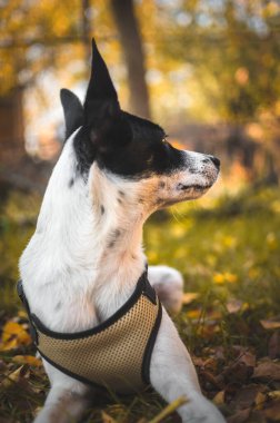 Bir sonbahar arka plan dikey fotoğrafında Basenji köpeği profili