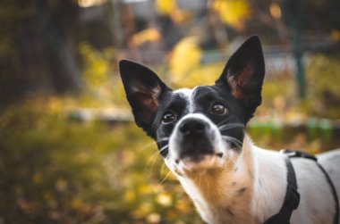 Sevimli Basenji köpeği sonbahar arka planında kameraya bakıyor.