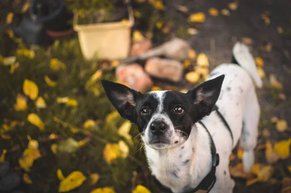 Симпатичная Басенджи Собака Смотрит Камеру Осеннем Фоне — стоковое фото