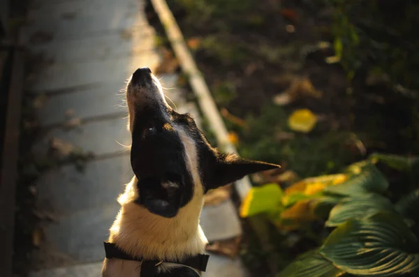 Hond Achtertuin Zon Een Tegel — Stockfoto