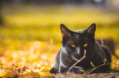 Çerçevenin kenarındaki siyah kedi, turuncu ton.